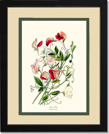 Sweet Pea | Flower/Floral Art Print