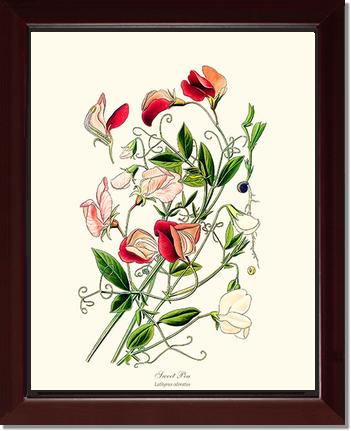 Sweet Pea | Flower/Floral Art Print