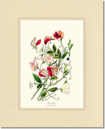 Sweet Pea | Flower/Floral Art Print