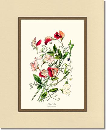 Sweet Pea | Flower/Floral Art Print