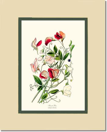 Sweet Pea | Flower/Floral Art Print
