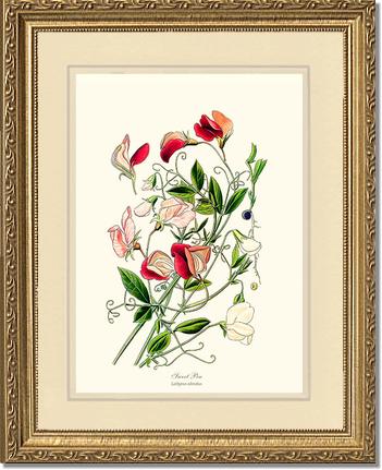 Sweet Pea | Flower/Floral Art Print