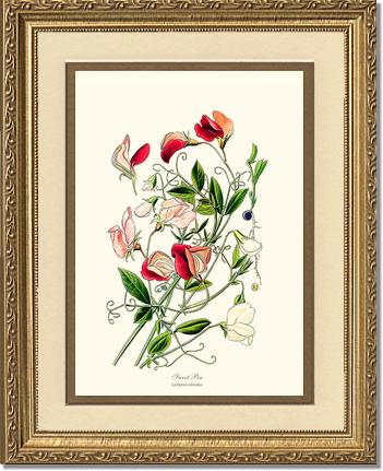 Sweet Pea | Flower/Floral Art Print