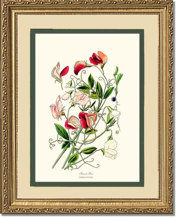 Sweet Pea | Flower/Floral Art Print