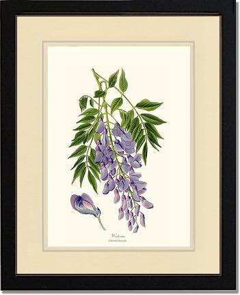 Wisteria sinensis | Flower/Floral Art Print