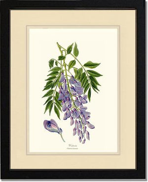 Wisteria sinensis | Flower/Floral Art Print