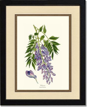 Wisteria sinensis | Flower/Floral Art Print
