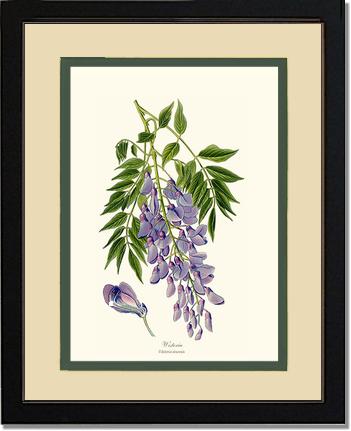 Wisteria sinensis | Flower/Floral Art Print