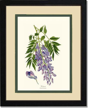 Wisteria sinensis | Flower/Floral Art Print