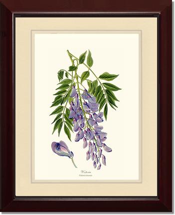 Wisteria sinensis | Flower/Floral Art Print