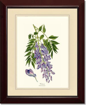 Wisteria sinensis | Flower/Floral Art Print