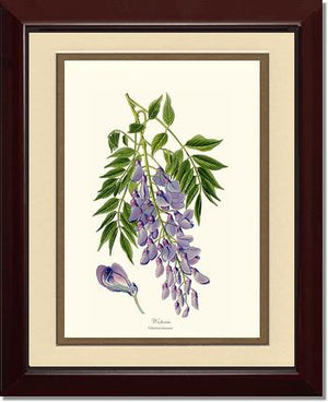 Wisteria sinensis | Flower/Floral Art Print