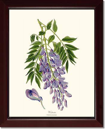 Wisteria sinensis | Flower/Floral Art Print