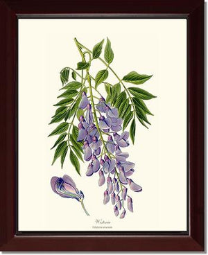 Wisteria sinensis | Flower/Floral Art Print