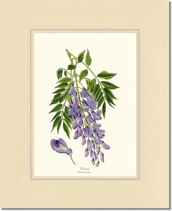 Wisteria sinensis | Flower/Floral Art Print