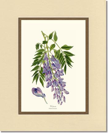 Wisteria sinensis | Flower/Floral Art Print