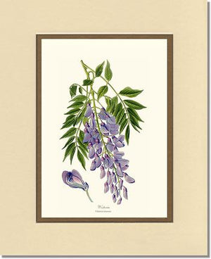Wisteria sinensis | Flower/Floral Art Print