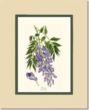 Wisteria sinensis | Flower/Floral Art Print