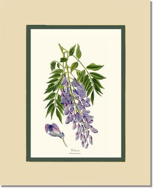 Wisteria sinensis | Flower/Floral Art Print