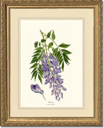 Wisteria sinensis | Flower/Floral Art Print