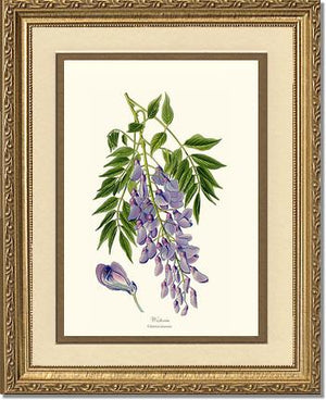 Wisteria sinensis | Flower/Floral Art Print