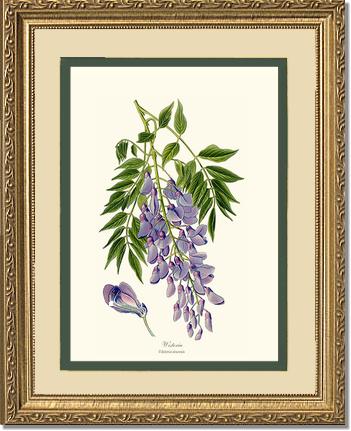 Wisteria sinensis | Flower/Floral Art Print