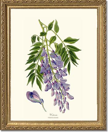Wisteria sinensis | Flower/Floral Art Print