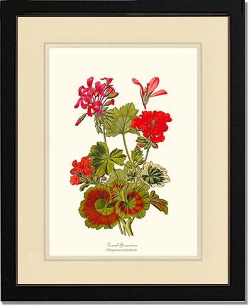 Geranium, Zonal | Flower/Floral Art Print