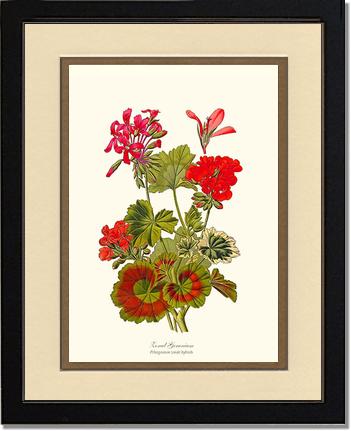 Geranium, Zonal | Flower/Floral Art Print