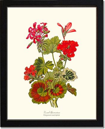 Geranium, Zonal | Flower/Floral Art Print