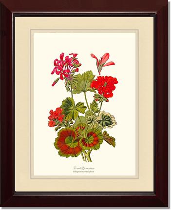Geranium, Zonal | Flower/Floral Art Print
