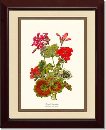 Geranium, Zonal | Flower/Floral Art Print