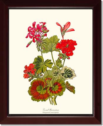 Geranium, Zonal | Flower/Floral Art Print