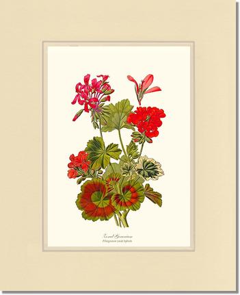 Geranium, Zonal | Flower/Floral Art Print