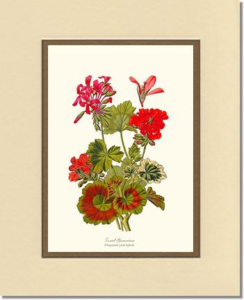 Geranium, Zonal | Flower/Floral Art Print