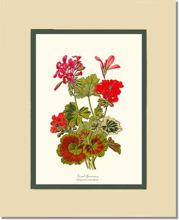 Geranium, Zonal | Flower/Floral Art Print