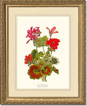 Geranium, Zonal | Flower/Floral Art Print