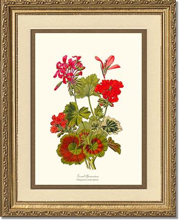 Geranium, Zonal | Flower/Floral Art Print