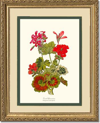 Geranium, Zonal | Flower/Floral Art Print