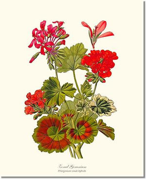 Flower Floral Print: Geranium, Zonal Pelargonium