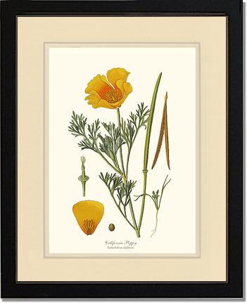 Poppy, California | Flower/Floral Art Print