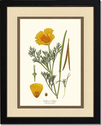 Poppy, California | Flower/Floral Art Print
