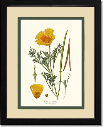 Poppy, California | Flower/Floral Art Print