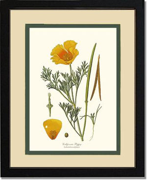 Poppy, California