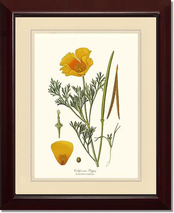 Poppy, California | Flower/Floral Art Print