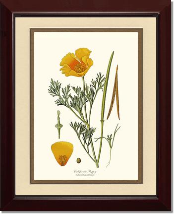 Poppy, California | Flower/Floral Art Print