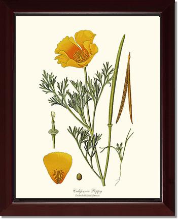 Poppy, California | Flower/Floral Art Print