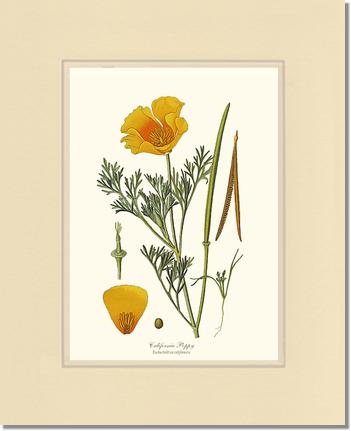 Poppy, California | Flower/Floral Art Print