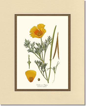 Poppy, California | Flower/Floral Art Print
