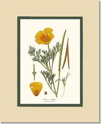 Poppy, California | Flower/Floral Art Print